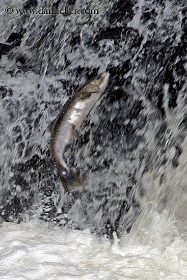 salmon-jumping-1.jpg