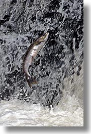 images/UnitedStates/Alaska/BlackBears/salmon-jumping-1.jpg