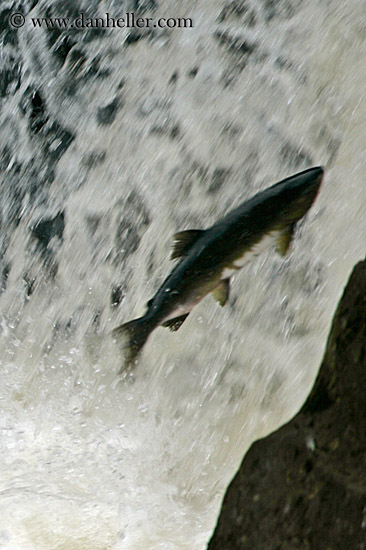 salmon-jumping-2.jpg