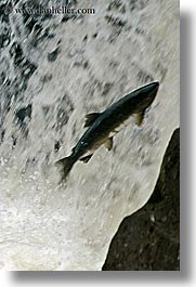 images/UnitedStates/Alaska/BlackBears/salmon-jumping-2.jpg
