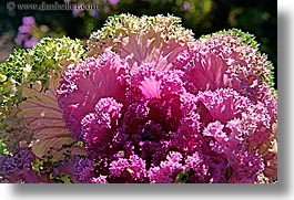 images/UnitedStates/Alaska/Flowers/decorative-cabbage-2.jpg