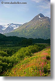 images/UnitedStates/Alaska/Flowers/fireweed-1.jpg