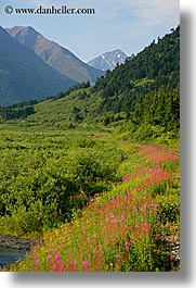 alaska, america, fireweed, flowers, north america, united states, vertical, photograph