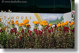 alaska, america, bus, flowers, horizontal, marigolds, north america, united states, photograph