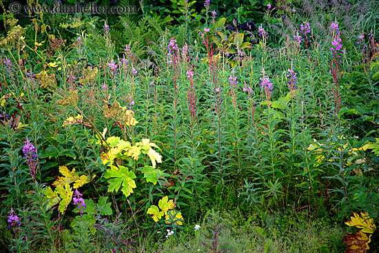 wildflowers.jpg