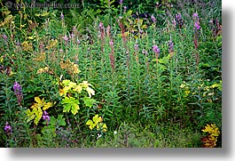 alaska, america, flowers, horizontal, north america, united states, wildflowers, photograph