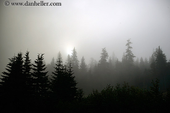 fog-n-trees.jpg