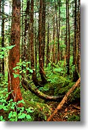 alaska, america, forests, north america, old, united states, vertical, photograph