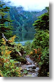 alaska, america, forests, north america, old, united states, vertical, photograph