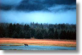 alaska, america, horizontal, moose, north america, old, united states, photograph