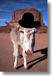 america, arizona, desert southwest, monument, monument valley, mules, north america, united states, valley, vertical, western usa, photograph