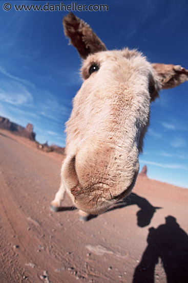 monument-valley-mule-0004.jpg