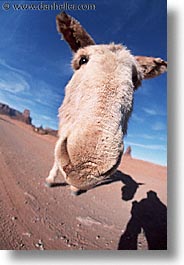 america, arizona, desert southwest, monument, monument valley, mules, north america, united states, valley, vertical, western usa, photograph