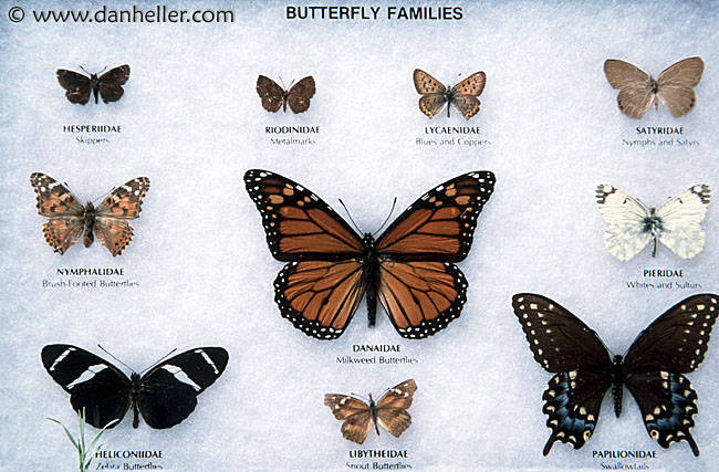 butterfly-chart