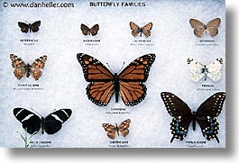 america, arizona, butterflies, chart, desert southwest, horizontal, north america, tucson, united states, western usa, photograph