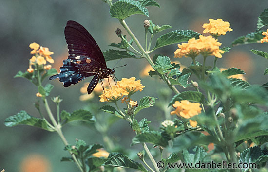swallowtail-bfly-0001.jpg