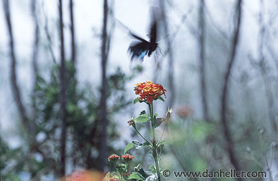 swallowtail-bfly-0002.jpg