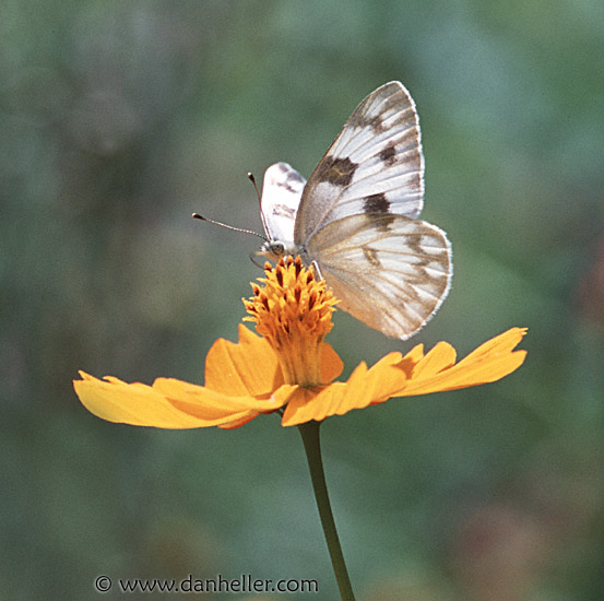 white-butterfly.jpg