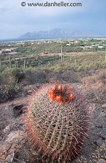 barrel-cactus.jpg