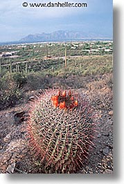 america, arizona, barrels, cactus, desert southwest, north america, tucson, united states, vertical, western usa, photograph