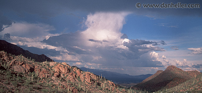 cactus-landscape-1.jpg