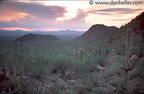 cactus-landscape-2.jpg