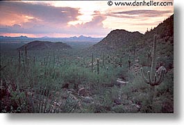 america, arizona, cactus, desert southwest, horizontal, landscapes, north america, tucson, united states, western usa, photograph