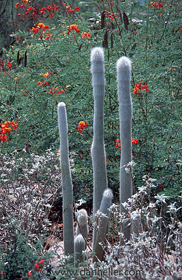 cactus-red-flowers.jpg