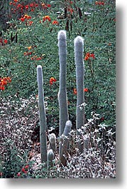 america, arizona, cactus, desert southwest, flowers, north america, red, tucson, united states, vertical, western usa, photograph