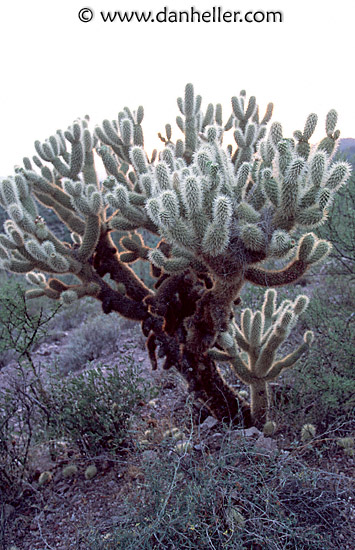 fuzzy-cactus-1.jpg