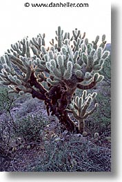 images/UnitedStates/Arizona/Tucson/Cactus/fuzzy-cactus-1.jpg