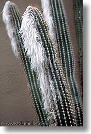 america, arizona, cactus, desert southwest, fuzzy, north america, tucson, united states, vertical, western usa, photograph