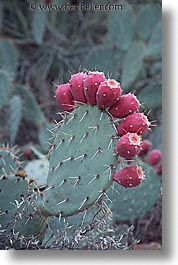 america, arizona, cactus, desert southwest, north america, pears, prickly, tucson, united states, vertical, western usa, photograph