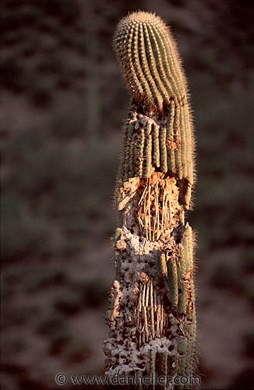 saguaro-0002.jpg