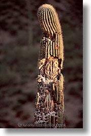 america, arizona, cactus, desert southwest, north america, saguaro, tucson, united states, vertical, western usa, photograph