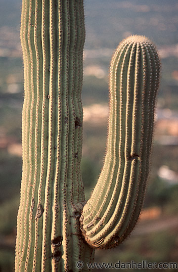 saguaro-0003.jpg