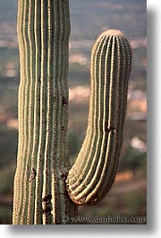 america, arizona, cactus, desert southwest, north america, saguaro, tucson, united states, vertical, western usa, photograph