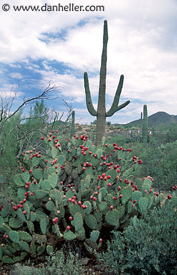saguaro-p-pear.jpg