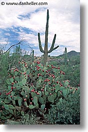 america, arizona, cactus, desert southwest, north america, pears, saguaro, tucson, united states, vertical, western usa, photograph