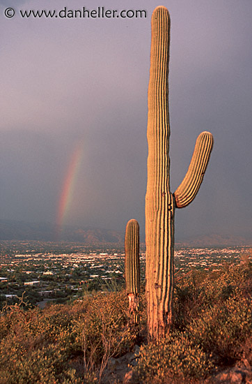 saguaro-rainbow.jpg
