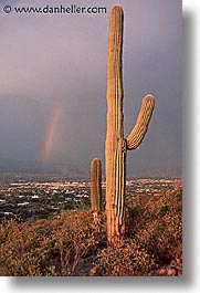 america, arizona, cactus, desert southwest, north america, rainbow, saguaro, tucson, united states, vertical, western usa, photograph
