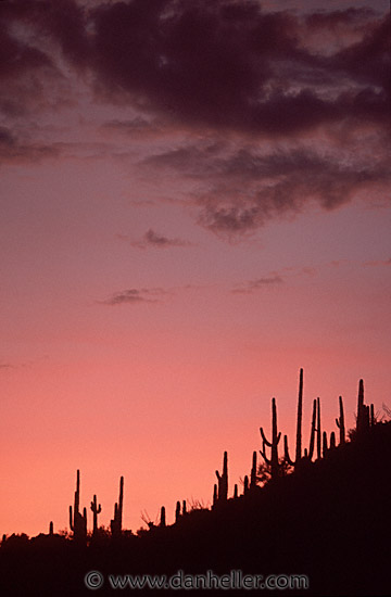 saguaro-sunset-0001.jpg