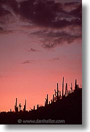images/UnitedStates/Arizona/Tucson/Cactus/saguaro-sunset-0001.jpg