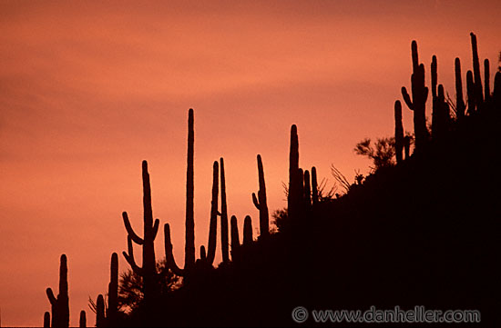 saguaro-sunset-0003.jpg