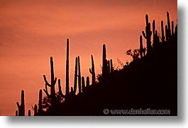 america, arizona, cactus, desert southwest, horizontal, north america, saguaro, sunsets, tucson, united states, western usa, photograph