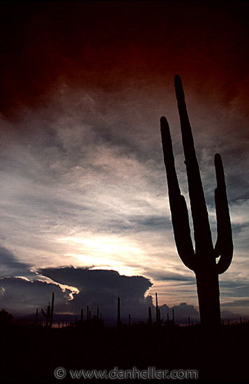 saguaro-sunset-0004.jpg