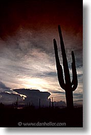 america, arizona, cactus, desert southwest, north america, saguaro, sunsets, tucson, united states, vertical, western usa, photograph