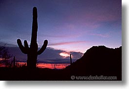 images/UnitedStates/Arizona/Tucson/Cactus/saguaro-sunset-0005.jpg