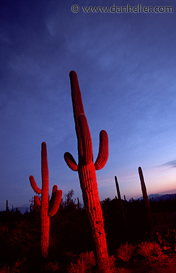 saguaro-sunset-0006.jpg