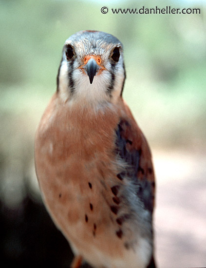 falcon-1.jpg